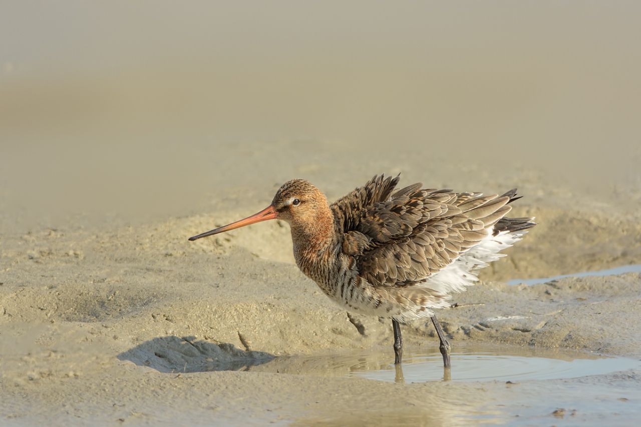 Pittima reale (Limosa limosa)